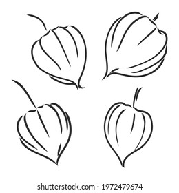 Physalis autotraced vector sketch, greyscale physalis vector sketch