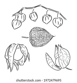 Physalis autotraced vector sketch, greyscale physalis vector sketch