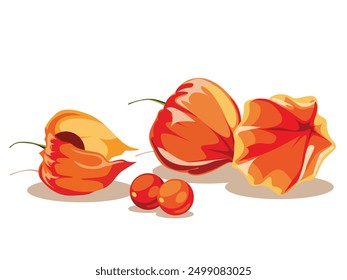 Physalis background with physalis branches on a white background. Hand drawn, not AI.