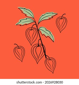 Physalis berries and leaves set, superfoods stock vector illustration.