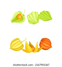 El conjunto de las bayas de Physalis. Planta de bayas doradas, cerezo de invierno o ashvagandha antioxidante de producto vectorial ilustración