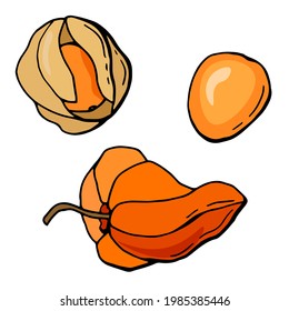 Physalis berries set. Hand-drawn style. White background, isolate. Vector illustration.