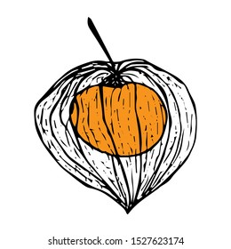 Physalis berry black line drawing isolated on white background vector illustration for decoration and design