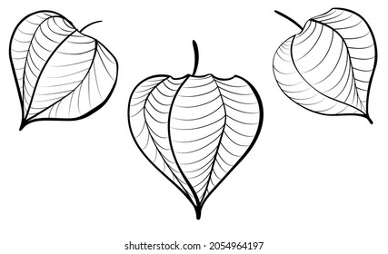 Physalis black line monochrome vector icon. Isolated illustration on white background. Hand drawn doodle sketch.