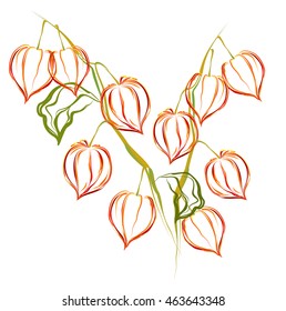 Physalis branch with fruits (bladder cherry, groundcherry, Chinese lantern, Physalis alkekengi). Hand drawn vector brush sketch.