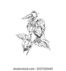 Physalis branch with leaves and berries engraved sketch. Hand drawn gooseberry fruit in husk on stem. Sweet farm ingredient. Autumn nature floral vector design element ink style isolated