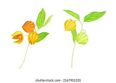 Physalis branches set. Golden berry plant or ashvagandha vector illustration