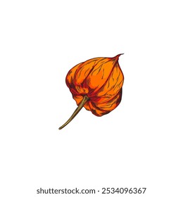 Physalis. Eine leuchtend orangefarbene Blüte auf einem Ast mit einer reifen, runden Beere im Inneren. Skizzenstil. Dekorative Gartenpflanze. Botanik. Handgezeichnet. Vektorgrafik einzeln auf weißem Hintergrund.