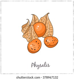 Physalis. Collection of berries.  Vector illustration of berries for design menus, recipes and packages product.
