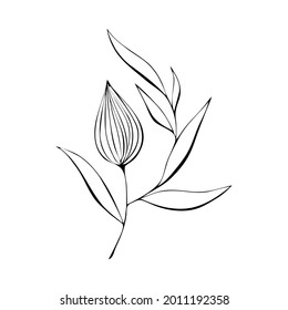 Physalis contour black stylized hand drawing, isolated on a white background.