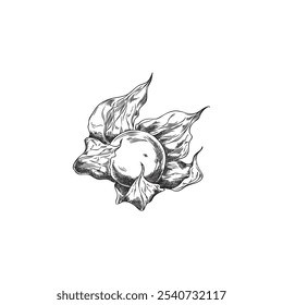 Physalis dry plant with open husk, tropical exotic food engraved sketch vector icon. Hand drawn gooseberry berry fruit, sweet farm ingredient. Autumn nature floral design element isolated