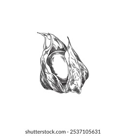 Physalis dry plant, tropical exotic food engraved sketch icon. Hand drawn gooseberry berry fruit with open husk, sweet farm ingredient. Autumn nature floral vector design element isolated