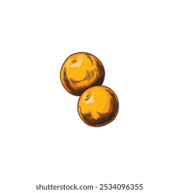 Physalis fetus. Round, smooth berries of yellow-orange color. Decorative garden plant with edible berries. Sketch style. Design element. Botanical vector illustration isolated on white background.