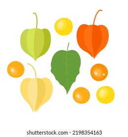 Physalis. Flat style. Vector illustration 