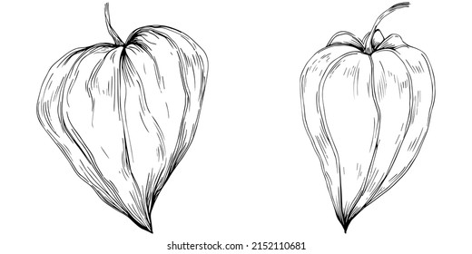 Physalis Blume durch Handzeichnung. Cosmos florales Logo oder Tattoo sehr detailliert in Linie Art Stil. Schwarz-Weiß-Clipkunst einzeln. Antike Vintage Graviergrafik für Emblem. Kräutermedizin.