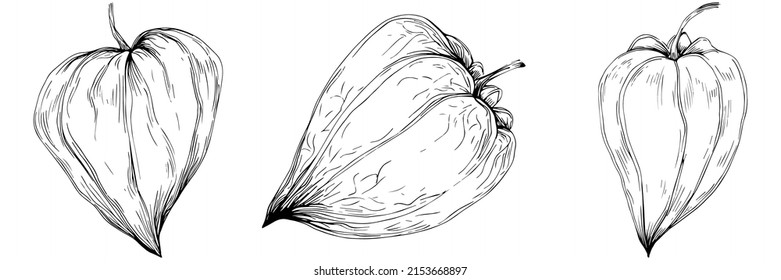 Flor fisalis dibujada a mano. Logo o tatuaje floral de Cosmos altamente detallados en estilo de arte en línea. Arte clip en blanco y negro aislado. Ilustración antigua de grabado vintage para emblema. Medicina herbal.