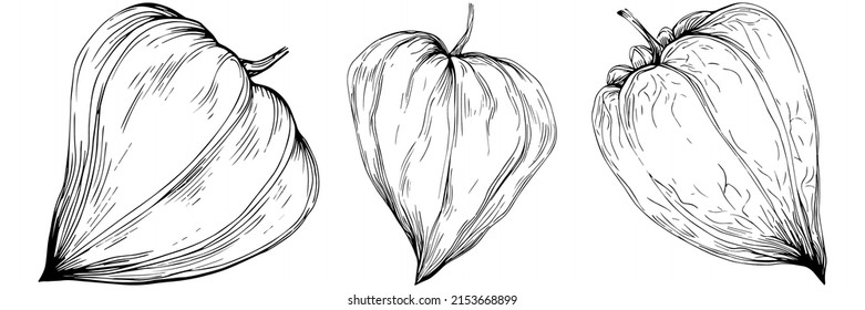 Physalis flower by hand drawing. Cosmos floral logo or tattoo highly detailed in line art style. Black and white clip art isolated. Antique vintage engraving illustration for emblem. Herbal medicine.