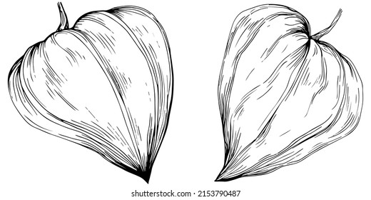 Physalis flower by hand drawing. Cosmos floral logo or tattoo highly detailed in line art style. Black and white clip art isolated. Antique vintage engraving illustration for emblem. Herbal medicine.