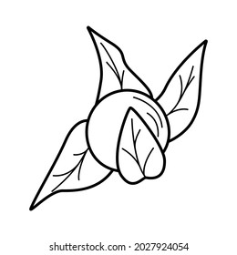 Physalis flowers, berries and leaves of an autumn plant. outline vector illustration on a white background