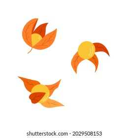 Physalis flowers, berries and leaves of an autumn plant. colors orange vector illustration on a white background