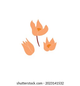 Physalis-Blumen im abstrakten Stil. Vektorgrafik