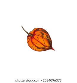 Physalis fresh plant, tropical exotic food color sketch icon. Hand drawn whole gooseberry orange berry fruit in husk, sweet farm ingredient. Autumn nature floral vector design element isolated