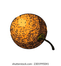 physalis fruit berry hand drawn. food nature, sweet healthy, orange fresh, exotic ripe, plant tasty physalis fruit berry vector sketch. isolated color illustration