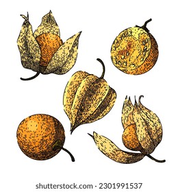 physalis fruit berry set hand drawn. food nature, sweet healthy, orange fresh, exotic ripe, plant tasty physalis fruit berry vector sketch. isolated color illustration