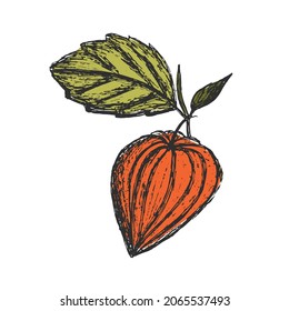 Physalis fruit with leaf on isolated background. Color hand drawn sketch illustration. Design elements for postcards, packaging, banner or textiles.