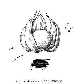 Physalis fruit vector drawing. Golden berry sketch. Vintage engraved illustration of superfood. Hand drawn icon for label,  poster, packaging design.