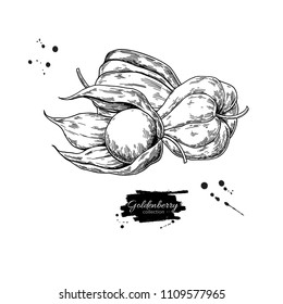 Physalis fruit vector drawing. Golden berry sketch. Vintage engraved illustration of superfood. Hand drawn icon for label,  poster, packaging design.