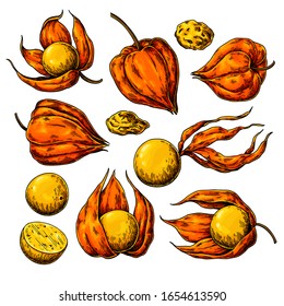 Physalis fruit vector drawing. Golden berry sketch. Botanical illustration of superfood. Hand drawn icon for label, poster, packaging design.