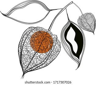 Physalis fruits and leaves, vector image
