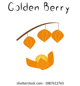Physalis or golden berries. Healthy detox natural product. Organik dietary supplement fruit. Superfood, berry for homeopathy. Cartoon vector illustration