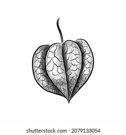 Physalis in the graphic style of ink hatching on a white background. Vector illustration