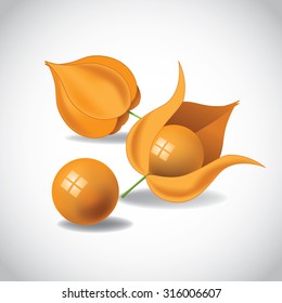 Physalis ground cherry cape gooseberry fruit illustration EPS 10 vector