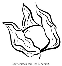 Physalis, Ground cherry Vector Illustration, sketch, hand drawn doodle physalis