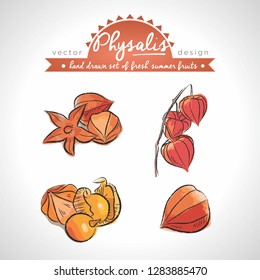 Physalis. Hand drawn collection of vector sketch detailed fresh fruits. Isolated. Chinese Lantern Plants