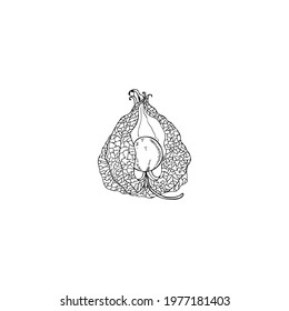 Physalis hand drawn doodle vector sketch isolated on white background, graphic line botanical berry, Organic healthy food ingredients, ink illustration for healthy market, restaurant menu, cosmetic