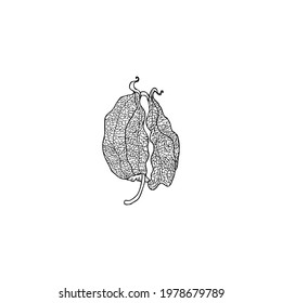 Physalis hand drawn doodle vector sketch isolated on white background, graphic line botanical berry, Organic healthy food ingredients, ink illustration for healthy market, restaurant menu, cosmetic