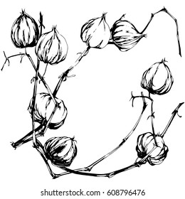 Physalis, hand drawn illustration