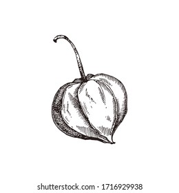 Apple Drawing Hand Drawn Fruit Sliced Stock Illustration 1100447972