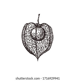 Physalis hand drawn vector illustration
