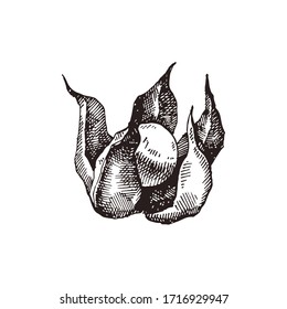 Physalis hand drawn vector illustration