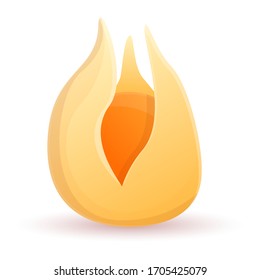 Physalis icon. Cartoon of physalis vector icon for web design isolated on white background