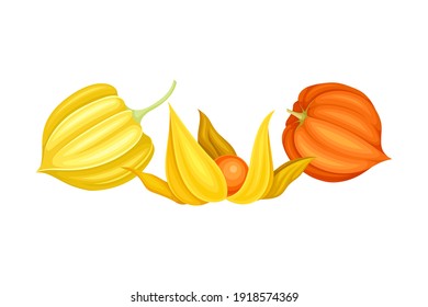 Physalis or Indian Ginseng Papery Husk or Calyx Enclosing Small Orange Fruit Vector Illustration