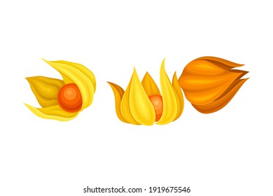 Physalis or Indian Ginseng Papery Husk or Calyx Enclosing Small Orange Fruit Vector Illustration