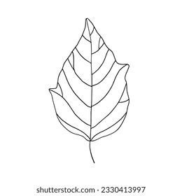 Hoja de Physalis. Borde negro sobre fondo blanco. Dibujo simple a mano. Elemento de la naturaleza para el diseño.