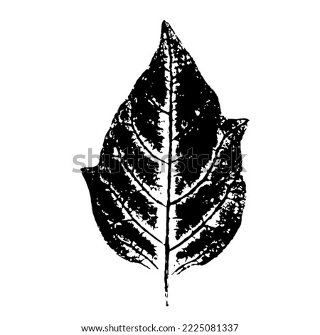 Physalis leaf. Ink print of leaf texture, isolated on white background. A natural element for the design.