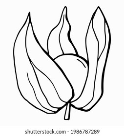 Dibujo fisalis lineal. Arte de línea. Fondo blanco, aislamiento. Ilustración vectorial.	
